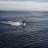Black Marlin